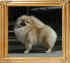 Canton_Mayflower_5.5lbs_1yr_5mo_6060_A.jpg
