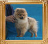 Canton_Padova_P6-6_4.95lbs_5mo_1wk_2004.jpg