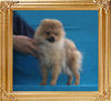 Canton_Padovanna_P6-6_3.52lbs_5mo_1wk_2012.jpg