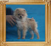 Canton_Paul_Walker_P6-6_3.8lbs_9mo_1wk_1320.jpg