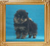 1.32lbs at 2months 2weeks Canton_Phantasia_Phoenix_2mo_2wk_1.32lbs_2560.jpg