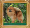 Canton_Princess_Di__46064.jpg