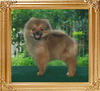 Canton_Pufpride_Alex_17weeks.jpg
