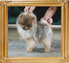 Canton_Roger_Wood_6mon_3.3lbs_P6-6__5460.jpg
