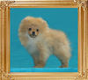 2.7lbs at 3months 3weeks Canton_Sunrise_Raema_2.7lbs_at_3mo_3wk_47402.jpg