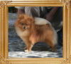 Canton_Sunrise_Rosealita_2.5lbs_1yr_8819.jpg