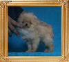 Canton_Sunrise_Sonata_P6-6_1.43lbs_3mo_2wk_2688.jpg