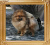 Canton_Super_Suprem_2.55lbs_1yr_1mo_8766.jpg