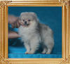 4lbs at 3months 1week Canton_Uncommon_Rhapsody_3mo_1wk_4lbs_P6-6_9043_.jpg