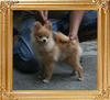 Canton_Undaunted_Rebel_4lbs_at_5mo_1wk_7685_.jpg