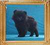Canton_Whistler_1.65lbs_at_2mo_3wk_6930.jpg