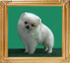 Canton_White_Dillan_Jones_2mo_0.7_lbs.jpg