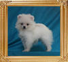 Canton_White_Katrina_1.8llbs_2mo_1wk_3839.jpg