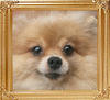Chalex_Zen_of_Canton_7yr_2mon_7.37lbs_8576.jpg