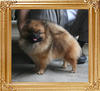 Coral_Abigail_of_Canton_5.72lbs_1yr_4mo_1wk_3948_Extendtop.jpg