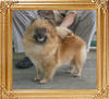 Coral_Daisey_of_Canton_1yr_11mon_7.92lbs_3468.jpg