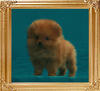Coral_Tigger__Tigger_0.7lbs_at_2mo_47430.jpg