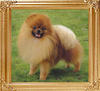 Ebero_of_Taipei_Kennel.jpg