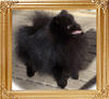 Finchs_Black_Fad_Fashion_10170.jpg