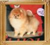 Great_Rivers_Lil_Lover_Boy_Ch_18738.jpg