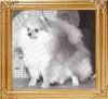 LLL_Ts_Gold_Bubblicious_Ch_36576.jpg