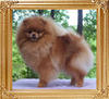 Lil_Behrs_Honey_Nut_Cluster_Ch_18771.jpg