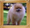 Nobles_So-So_Sharp_Ch_47831.jpg