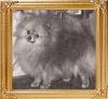 Queenaire_Foxy_Lady_Ch_38560.jpg