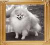 Queenaire_Whizzle_Stick_Ch_38591.jpg