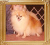 Shy_Acres_Amber_Love_Ch_39465.jpg