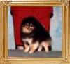 Shy_Acres_Millenium_Gem_Ch_39473.jpg