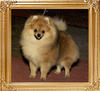 Southlands_Sir_Impressive_Ch_3588.jpg