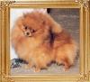 Sungolds_Short_Circuit_Ch_40031.jpg