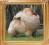 Tokie_The_Last_Samurai_At_Pak_Dome_42074.jpg