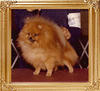 Wee_Dancing_Robin_of_Oakridge_Ch_17302.jpg