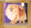 Wee_Hearts_Musical_Tunes_Ch_40888.jpg