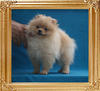 Yingyang_Bantovian_Harmony_3mo_3.1lbs_3130.jpg