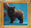 Yingyang_Beyonce_Brooks_2.2lbs_at_5mo_P6-6_6035.jpg