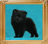 Yingyang_Black_Necessities__unregistered_2mo_1wk_1.4lbs.jpg