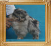 Yingyang_Blue_Danube_1.8lbs_3mo_P6-6_3568.jpg
