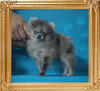 Yingyang_Blue_Gunard_2mo_3wk_1.6lbs_P6-6_8218.jpg