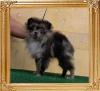 Yingyang_Blue_Jacob_5mos_2.4lbs_0890.jpg