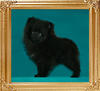 Yingyang_Celtic_Queen_2mo_3wk_1.1lbs_47258.jpg