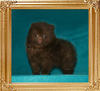 1.1lbs at 1month 3weeks Yingyang_Sunrise_Secret_1.1lbs_1mo_3wk_49630.jpg