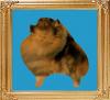 sable_8x10.jpg