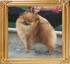 Canton_Alladins_Gold_2yr_1mon_3.85lbs_5881.jpg