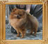 Canton_Andwari_My_Sweet_4.4lbs_8256.jpg