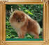 Canton_Apollo_Bello_1yr_4.5lbs_47001.jpg