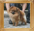 Canton_Believe_In_Shelly_1yr_5mo_5.06lbs_2582.jpg