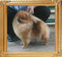 Canton_Bravia_Star_1yr_7mon_5.5lbs_7084.jpg